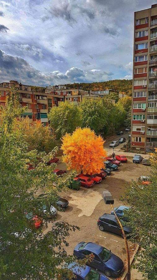 Apartman Nikolic Bor Bagian luar foto
